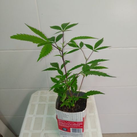 Jamaica growlog timeline photo