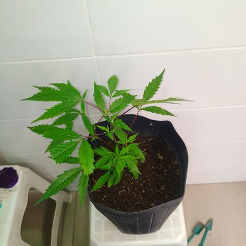 Jamaica growlog timeline photo