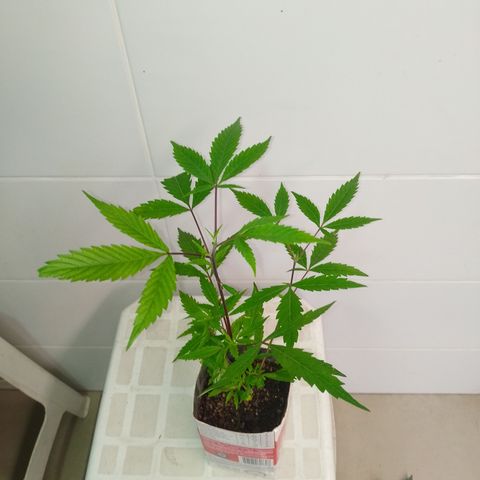 Jamaica growlog timeline photo