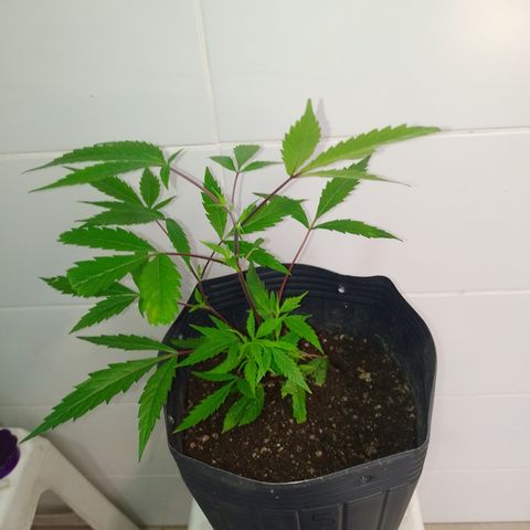 Jamaica growlog timeline photo