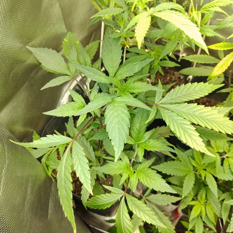 Jamaica growlog timeline photo