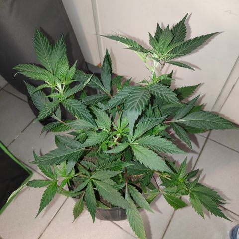 Jamaica growlog timeline photo