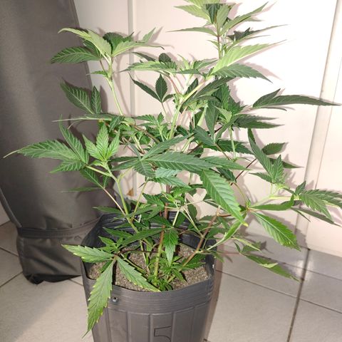 Jamaica growlog timeline photo