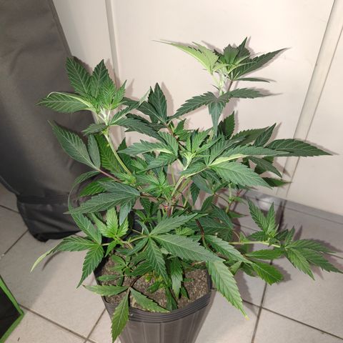 Jamaica growlog timeline photo