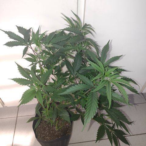 Jamaica growlog timeline photo