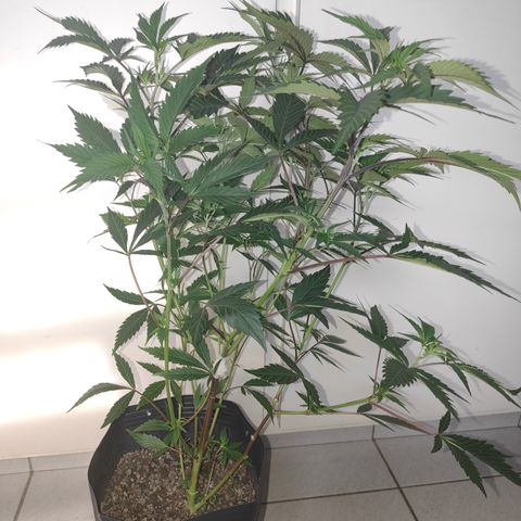 Jamaica growlog timeline photo
