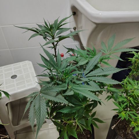 Jamaica growlog timeline photo