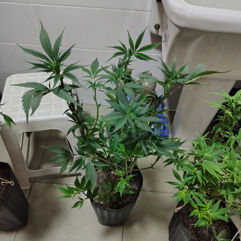 Jamaica growlog timeline photo