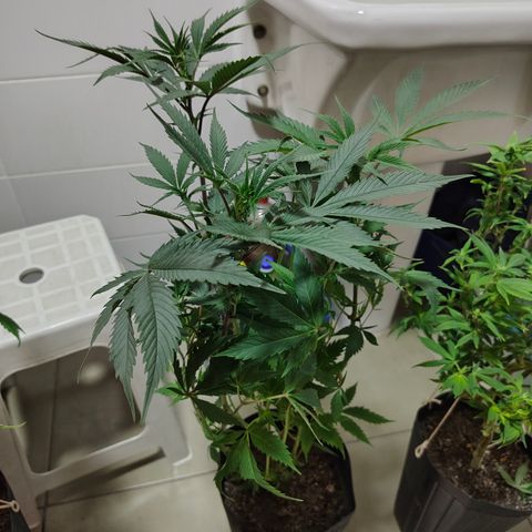 Jamaica growlog timeline photo