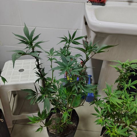 Jamaica growlog timeline photo