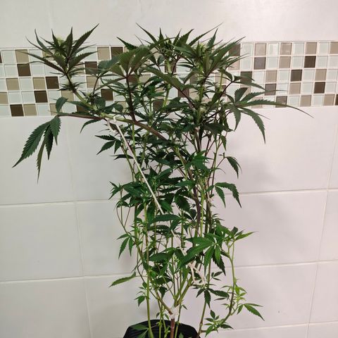 Jamaica growlog timeline photo