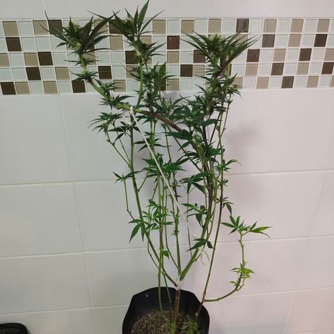 Jamaica growlog timeline photo