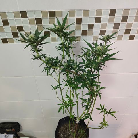 Jamaica growlog timeline photo