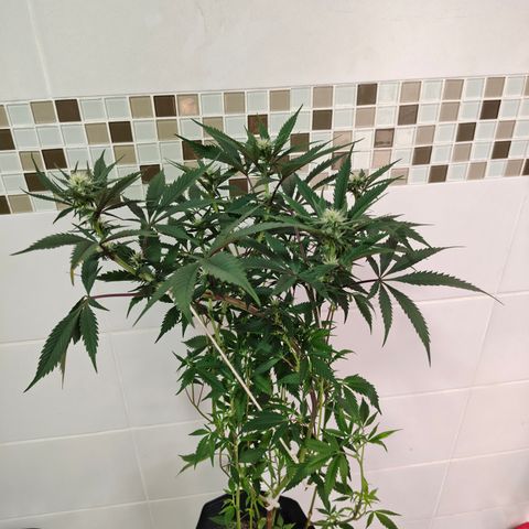 Jamaica growlog timeline photo