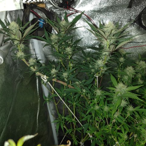 Jamaica growlog timeline photo
