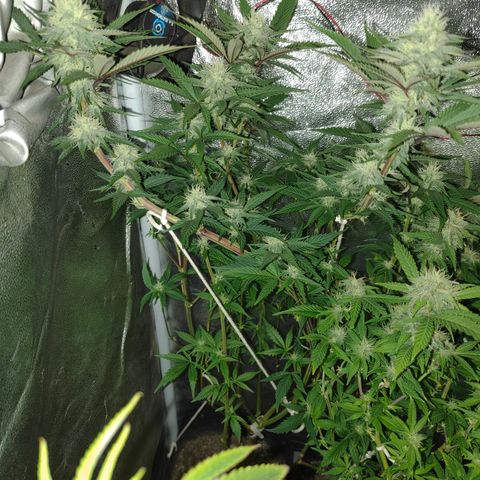 Jamaica growlog timeline photo