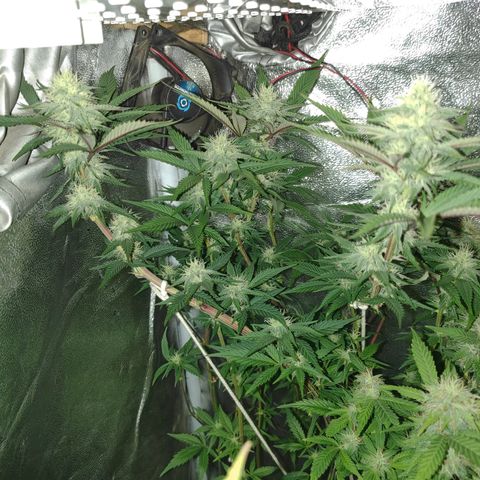 Jamaica growlog timeline photo