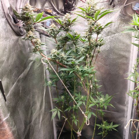 Jamaica growlog timeline photo