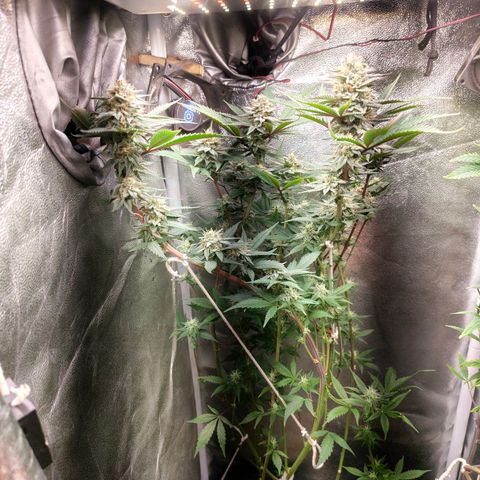 Jamaica growlog timeline photo