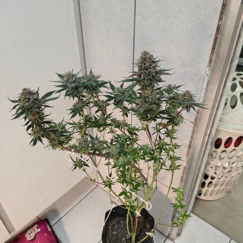 Jamaica growlog timeline photo