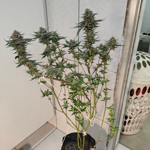Jamaica growlog timeline photo