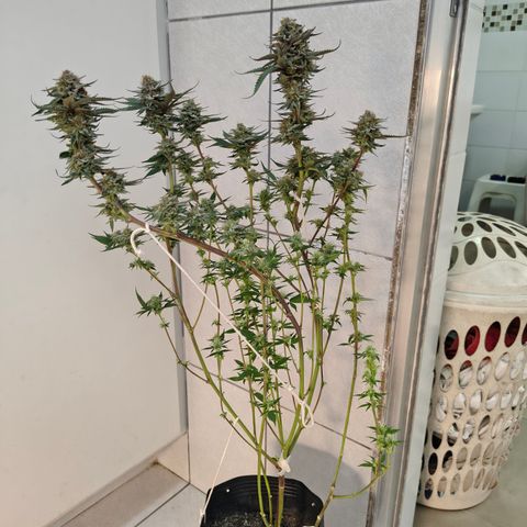 Jamaica growlog timeline photo