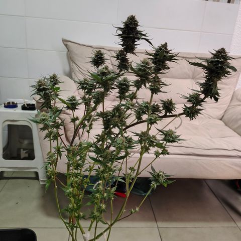 Jamaica growlog timeline photo