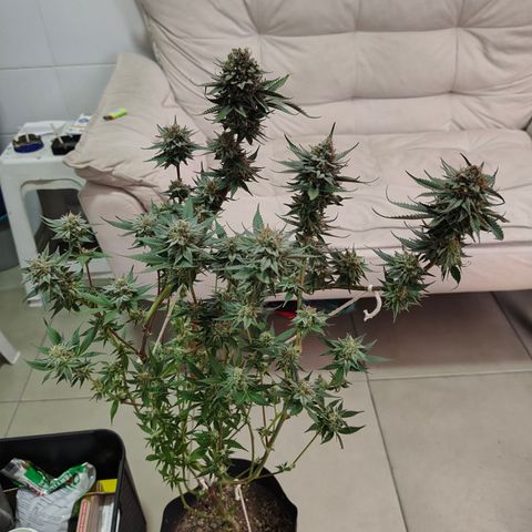 Jamaica growlog timeline photo