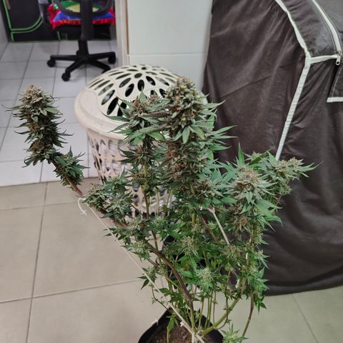 Jamaica growlog timeline photo