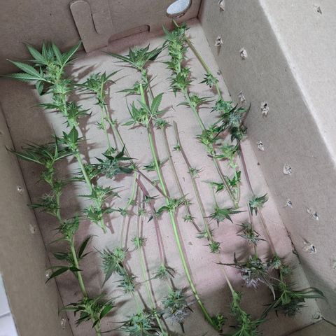 Jamaica growlog timeline photo