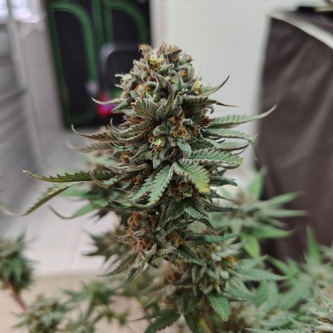 Jamaica growlog timeline photo
