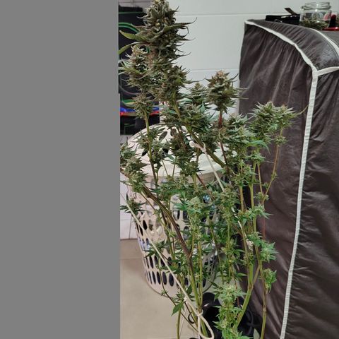 Jamaica growlog timeline photo