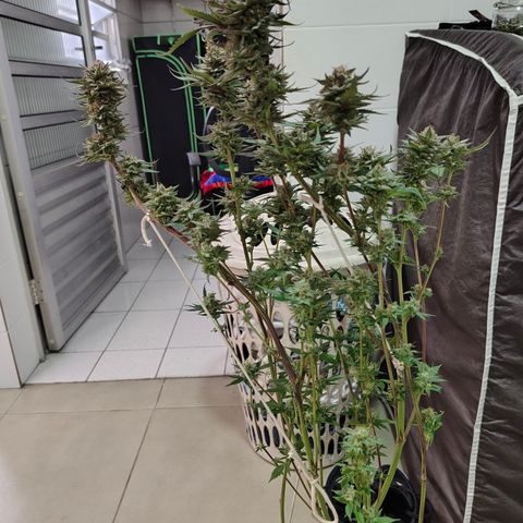 Jamaica growlog timeline photo