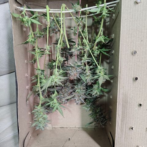 Jamaica growlog timeline photo