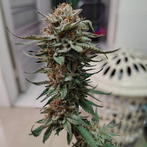 Jamaica growlog timeline photo
