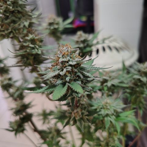 Jamaica growlog timeline photo