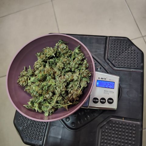 Jamaica growlog photo: 22.9g