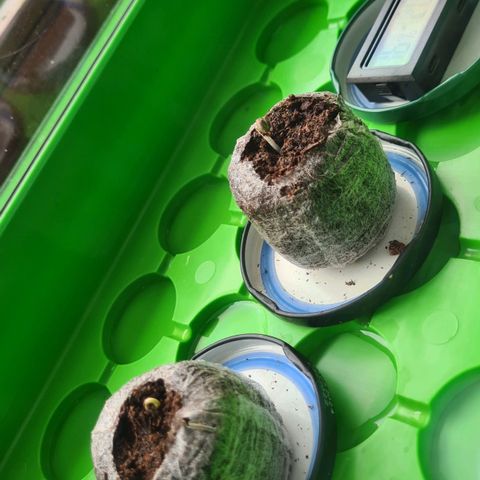 Cookies Bodo & Gelato Mila (Cookies Gelato Automatic) growlog photo: Morgens - Bodo kam raus, Mila kämpft noch