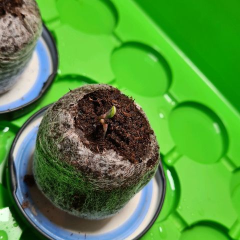 Cookies Bodo & Gelato Mila (Cookies Gelato Automatic) growlog photo: Abends - Bodo frei vom Helm, Mila geht auf 
