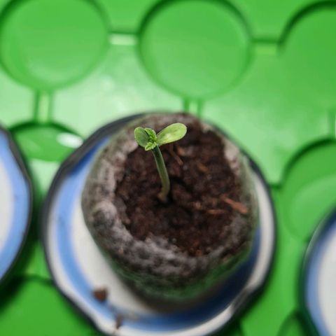 Cookies Bodo & Gelato Mila (Cookies Gelato Automatic) growlog photo: Abends - Mila erste richtige Blätter