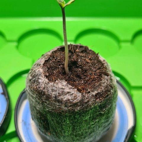 Cookies Bodo & Gelato Mila (Cookies Gelato Automatic) growlog photo: Abends - Bodo erste richtige Blätter und beide spargeln ein bisschen