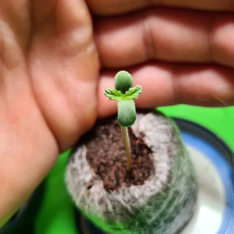 Cookies Bodo & Gelato Mila (Cookies Gelato Automatic) growlog photo: Morgens - Mila