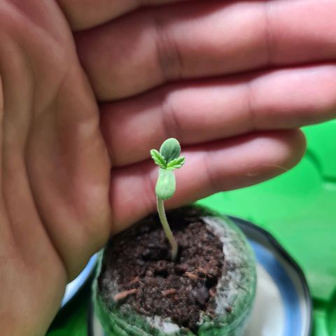 Cookies Bodo & Gelato Mila (Cookies Gelato Automatic) growlog photo: Morgens - Bodo