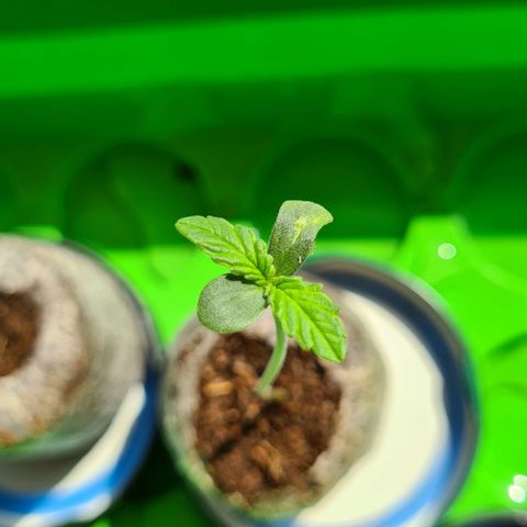 Cookies Bodo & Gelato Mila (Cookies Gelato Automatic) growlog photo: Mittags - Bodo