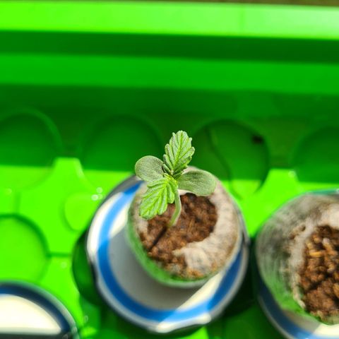 Cookies Bodo & Gelato Mila (Cookies Gelato Automatic) growlog photo: Mittags - Mila