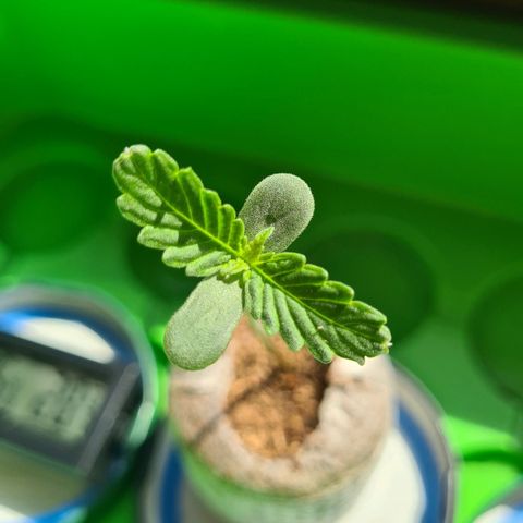 Cookies Bodo & Gelato Mila (Cookies Gelato Automatic) growlog photo: Mila - Nachmittags - Neue Blätter