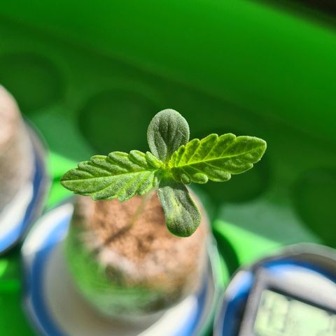 Cookies Bodo & Gelato Mila (Cookies Gelato Automatic) growlog photo: Bodo - Nachmittags 