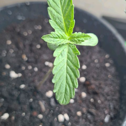 Cookies Bodo & Gelato Mila (Cookies Gelato Automatic) growlog photo: Mila - Abends