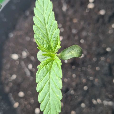 Cookies Bodo & Gelato Mila (Cookies Gelato Automatic) growlog photo: Bodo - Abends - Weitere Blätter zeigen sich