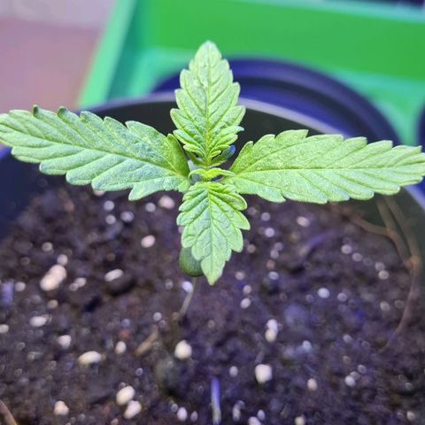 Cookies Bodo & Gelato Mila (Cookies Gelato Automatic) growlog photo: Mila - Erste Fächer bilden sich